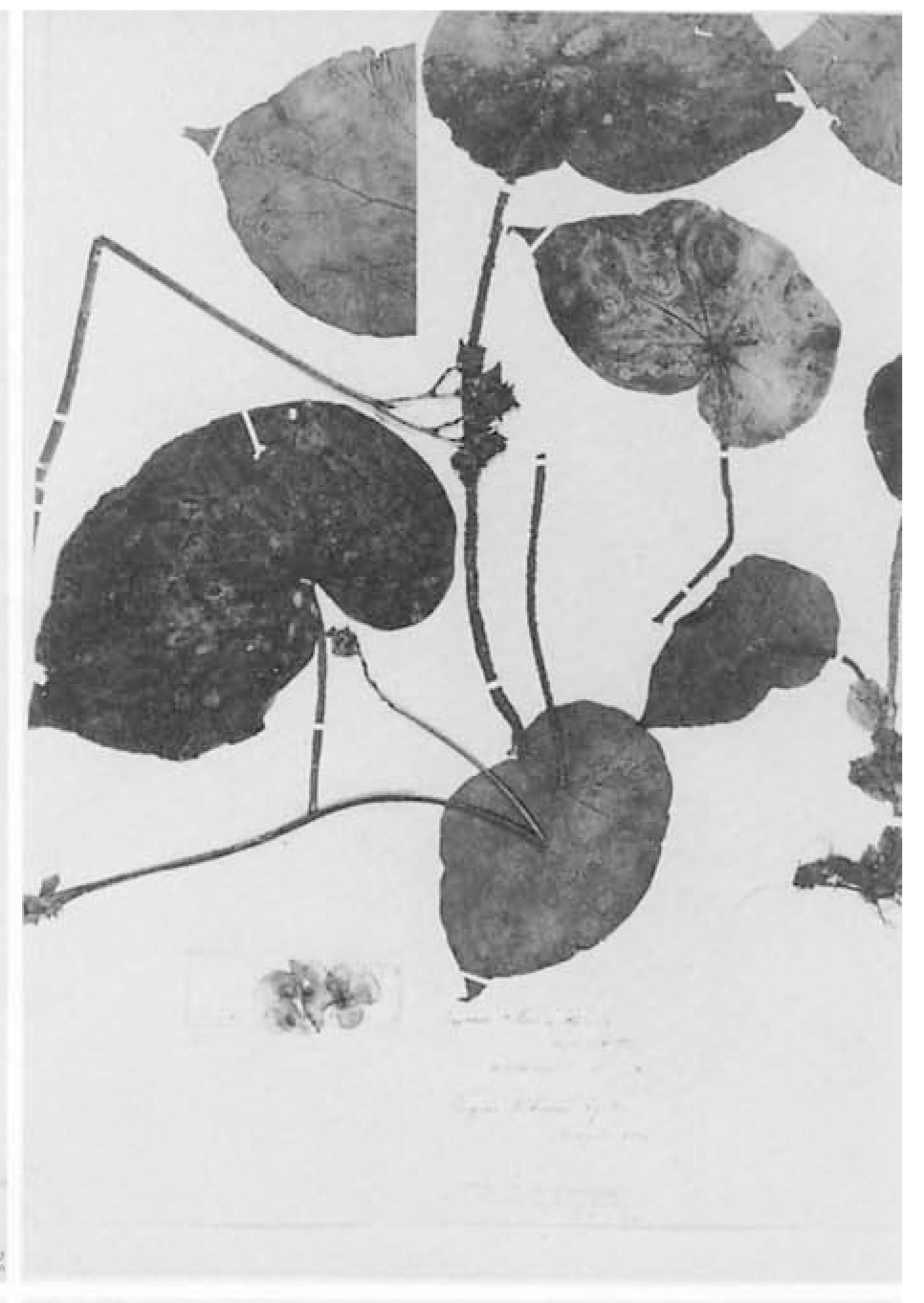 B. hilariana